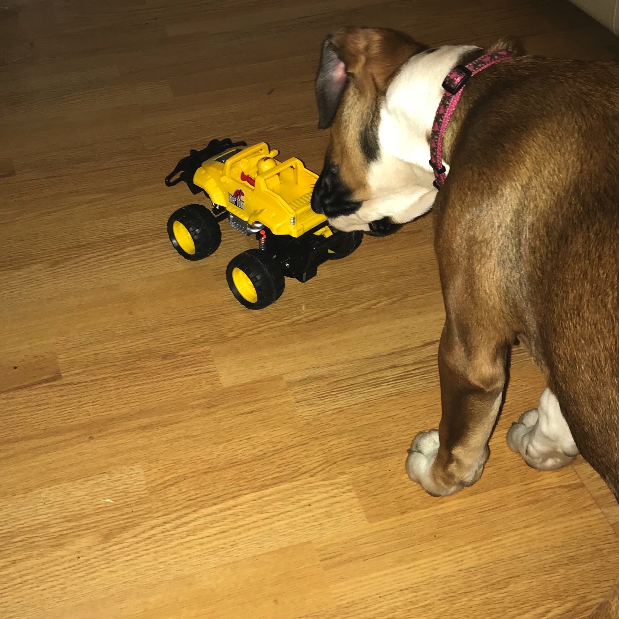 Dog vs Monster Smash Ups